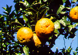 '国王'柑KingCitrus nobilis var. nobilis 'King'